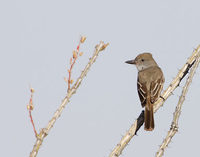 Brown-crested Flycatcher (Myiarchus tyrannulus) photo