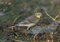 Citrine Wagtail (Motacilla citreola) photo