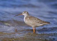 Spotted Redshank (Tringa erythropus) photo