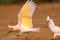 Little Corella - Cacatua sanguinea