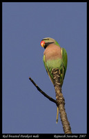 Red-breasted Parakeet - Psittacula alexandri