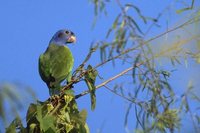 Blue-headed Parrot - Pionus menstruus