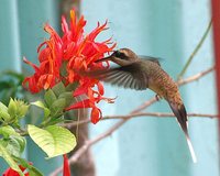 Western Long-tailed Hermit - Phaethornis longirostris