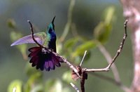 Black-throated Mango - Anthracothorax nigricollis