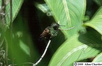 Copper-rumped Hummingbird - Saucerottia tobaci