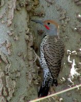 Gilded Flicker - Colaptes chrysoides