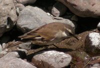 Bar-winged Cinclodes - Cinclodes fuscus