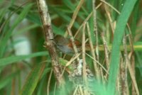 White-bellied Spinetail - Synallaxis propinqua