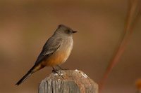 Say's Phoebe - Sayornis saya