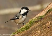 Coal Tit - Periparus ater