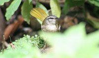 Neotropical River Warbler - Basileuterus rivularis