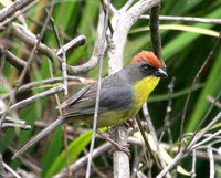 Rufous-capped Brush-Finch - Atlapetes pileatus