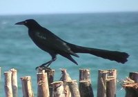 Great-tailed Grackle - Quiscalus mexicanus