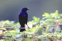 Shiny Cowbird - Molothrus bonariensis