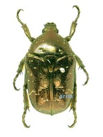 Protaetia orientalis submarmorea - 점박이꽃무지