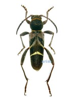 홍호랑하늘소 - Brachyclytus singularis