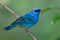 Edited: Golden naped tanager