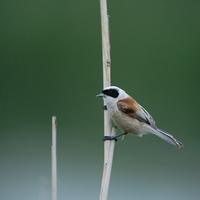 Penduline Tit (Remiz pendulinus)