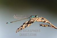 Blue tailed Damselfly ( Ischnura elegans ) stock photo