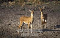 pair of Bohor Reedbuck , Redunca redunca , Katavi National Park , Tanzania stock photo