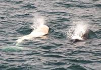 albino pilot whale