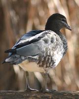 Australian Wood Duck