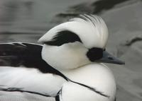 An elegant black and white smew.