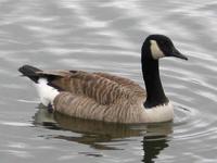 Canada Goose (Branta canadensis)