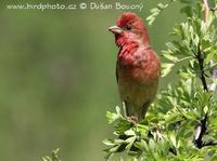 Hyl rudy (Carpodacus erythrinus)