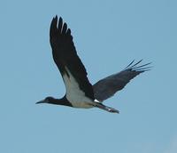 Yellow-billed Stork p.26