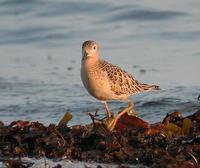 Buff-breasted Sandpiper (Tryngites subruficollis)