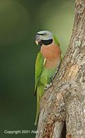 25. 붉은가슴앵무 (緋胸 鸚鵡) Psittacula alexandri Red-breasted Parakeet