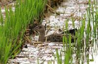 Gallicrex cinerea , 뜸부기 - Water Cock