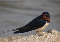 House Swallow(Barn Swallow) Hirundo rustica 제비