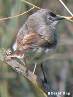 White-fronted Chat