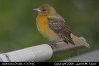 Baltimore Oriole (female) - Ohio