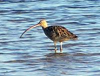 Eastern Curlew