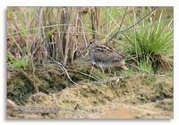 Swinhoe's Snipe Gallinago megala