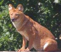 Asiatic wild dog photo Cuon Alpinus