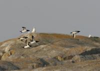 Razorbills (Alca torda)