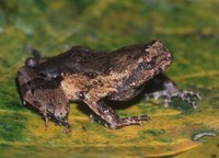: Engystomops petersi; Painted Forest Toadlet