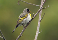 : Carduelis lawrencei; Lawrence's Goldfinch