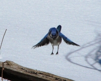 : Cyanocitta cristata; Blue Jay