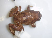 : Scinax acuminatus; Mato Grosso Snouted Treefrog