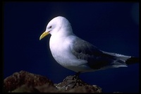 : Rissa tridactyla; Black-legged Kittiwake