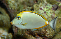 : Naso lituratus; Blonde Naso Tang