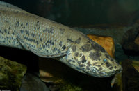 : Protopterus aethiopicus; African Lungfish