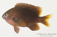 : Stegastes fasciolatus