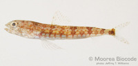 : Synodus jaculum