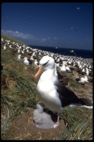 : Thalassarche melanophris; Black-browed Albatross